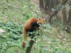 -成都大熊猫繁育研究基地