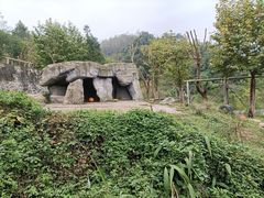 -都江堰中华大熊猫苑