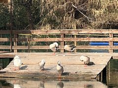 -溱湖国家湿地公园