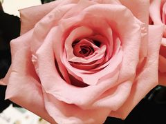 -ROSEONLY诺誓(磐基中心店)