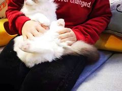 -70cat德文卷毛猫·缅因猫纯种猫舍