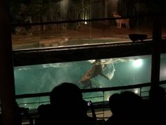 -清迈夜间动物园
