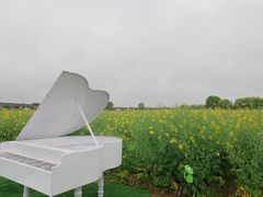 -杭州湾海上花田景区