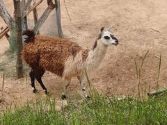 -青藏高原野生动物园