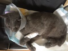-芭比堂宠物医院·全科爱猫医院·仁德分院