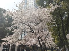 -玛格萝妮比萨屋(四平店)