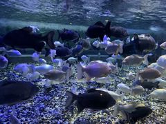 -成都浩海立方海洋公园