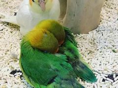 -momokira米努特·德文卷毛猫·棉花面纱犬