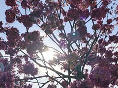 -深圳湾万象城(南山店)