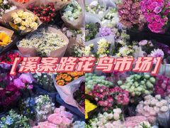 -溪岸路花鸟市场