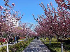 -高东镇樱花园