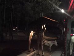 -清迈夜间动物园
