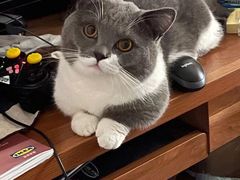 -猫宠乐园·专业洗护