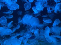 -欢乐海岸海洋奇梦馆