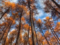 -硗碛藏寨·神木垒景区