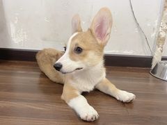 -柯斗斗主题餐厅·狗咖·围炉煮茶·茶饮(国瑞升平里店)