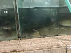 -干老四雅鱼饭店(滨江西路店)