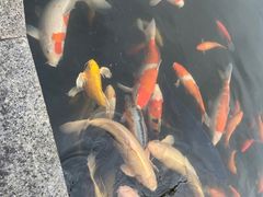 -晋江五店市传统文化旅游区
