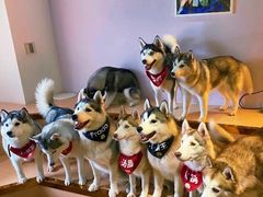 -Husky Go! 哈士奇体验馆·宠物咖啡厅狗咖