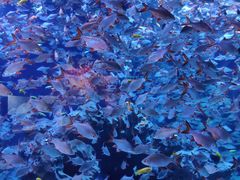 -成都浩海立方海洋公园