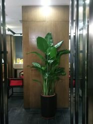 -盘子女人坊生日照·摄影馆(华强店)