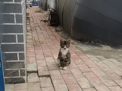 -白洋淀景区