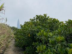 -深圳湾公园(南山区)