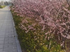 -枫千叶精致料理