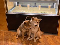 -柴务处·柴犬主题狗咖