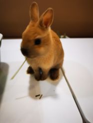 -Moni星球萌宠·小马宝莉·灵蛇·高端高阶全萌宠互动体验俱乐部(红豆国际广场店)