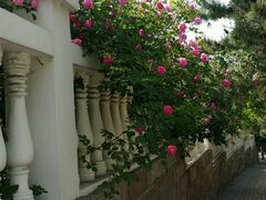 android_upload_pic-八大关景区