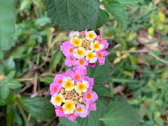 -西双版纳基诺山寨