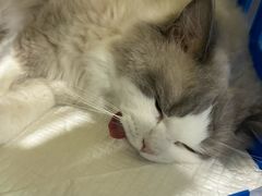 -纳吉亚猫专科动物医院·北北分院