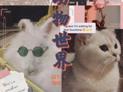 -猫色咖啡·猫咖