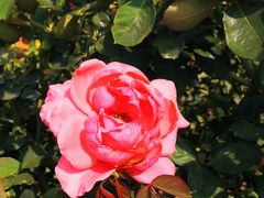 -亚龙湾国际玫瑰谷