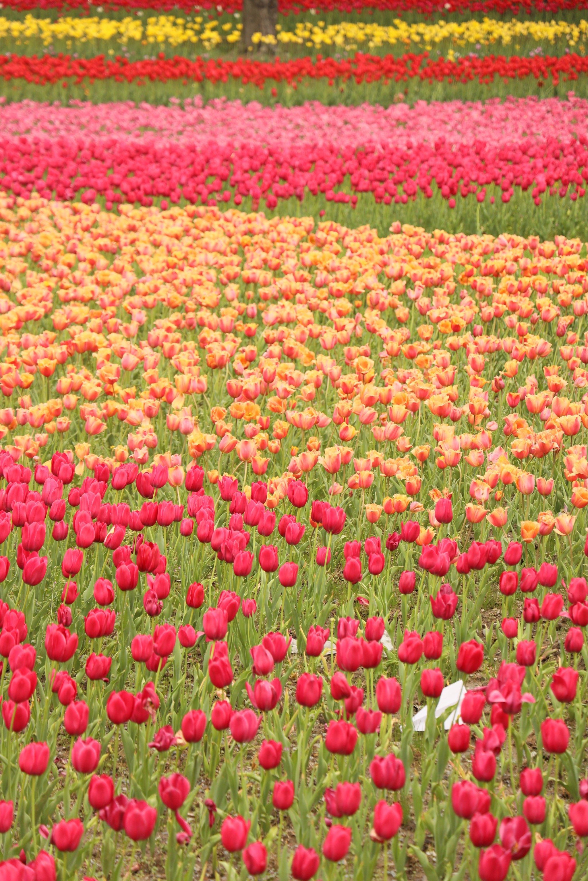 迷失在这片春日花海🌷静安雕塑公园绝美郁金香📸️