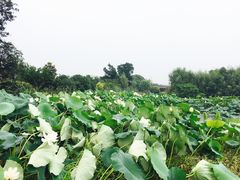 -梁鸿国家湿地公园