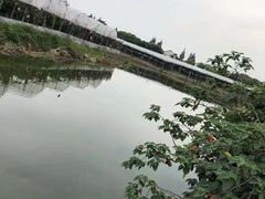 -马陆小张葡萄园农家乐