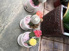 -保定市花鸟鱼虫市场