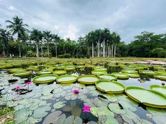 -中国科学院西双版纳热带植物园