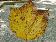 -神光山国家森林公园