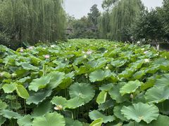 -桂湖森林公园