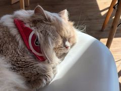 -猫小主咖啡·猫咖cat cafe(福田店)