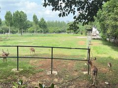 -合肥野生动物园