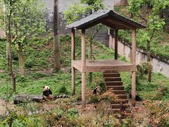 -中国大熊猫保护研究中心雅安碧峰峡基地