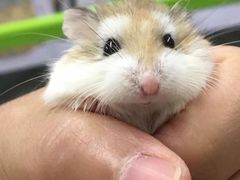 -钓仓鼠(洋桥北里小区店)
