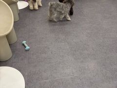 -有喵·猫咖·狗咖·30几只猫10只小狗(岗厦店)