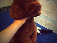 -派多格宠物(鼓楼店)