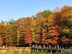 -深圳仙湖植物园