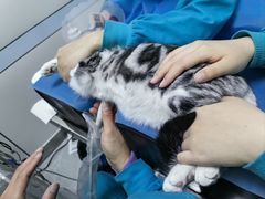 -中农国际动物医院24小时·猫科·骨科·急重症中心